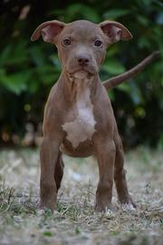 American Pitbull Terrier UKC