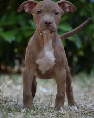 American Pitbull Terrier UKC