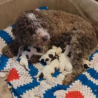 Cuccioli Lagotto Romagnolo pedigree roi