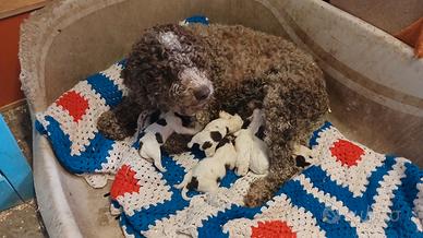Cuccioli Lagotto Romagnolo pedigree roi