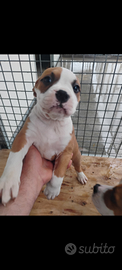 Disponibili cuccioli di Pitbull Amstaff zona Foggi