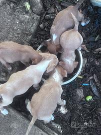 Cuccioli per caccia al coniglio