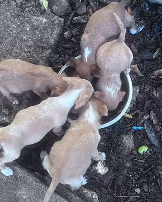 Cuccioli per caccia al coniglio