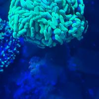 corallo molle acquario