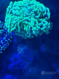 corallo molle acquario