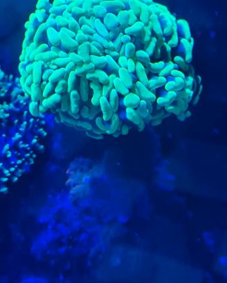 corallo molle acquario