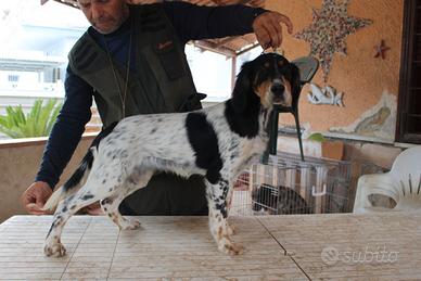 Setter inglese cucciola