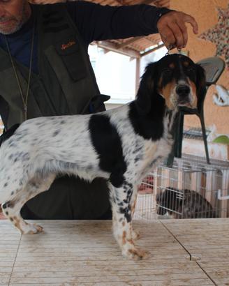 Setter inglese cucciola