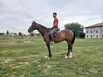 Cavallo da passeggiate