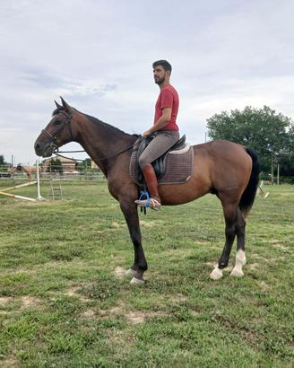 Cavallo da passeggiate