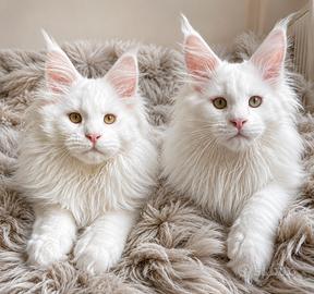 Maine Coon bianchi esclusivi meravigliosi