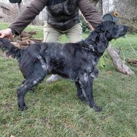 Setter Inglese maschio