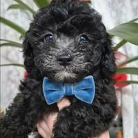 Barboncino grigio silver