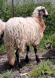 Agnella