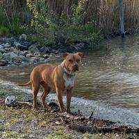 Cuccioli American pitbull terrier ukc