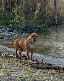 Cuccioli American pitbull terrier ukc
