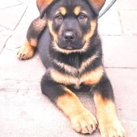 Rottweiler e Husky Siberiano meticcio
