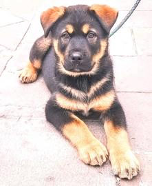 Rottweiler e Husky Siberiano meticcio