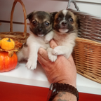 Maltese mix Pomerania 2 sorelline