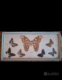 Teca Vintage Farfalle Reali Attacus Atlas