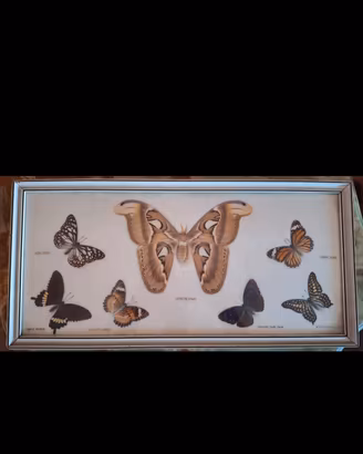 Teca Vintage Farfalle Reali Attacus Atlas