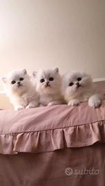 Scottish fold e straight longhair