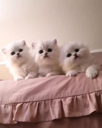 Scottish fold e straight longhair
