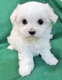 Cucciola Maltese Toy