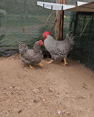 Tris chabo Nagasaki e coppia amrocks