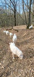 Cuccioli di cane pastore Abbruzzese Maremmano
