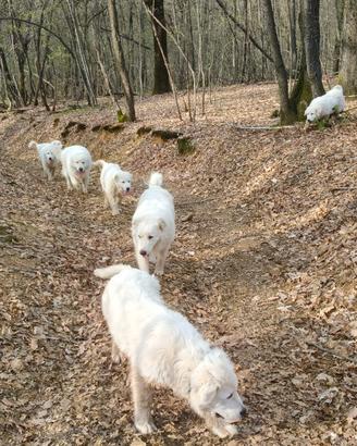 Cuccioli di cane pastore Abbruzzese Maremmano