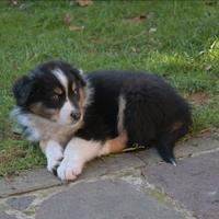 Cuccioli pastore australiano