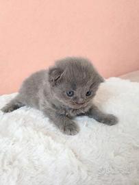 Gattini scottish