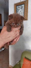 Scottish fold cioccolet