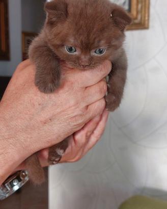 Scottish fold cioccolet