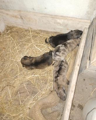 Cuccioli lupo cecoslovacco