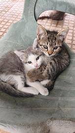 Gattini di circa tre mesi vari colori