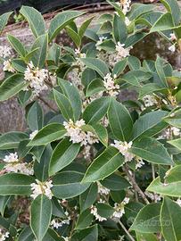 Fiori freschi di Osmanto