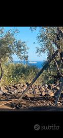 Terreno agricolo con box e codice stalla