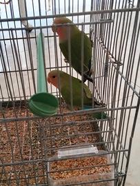 Inseparabili