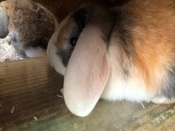 Coniglietti Ariete nani