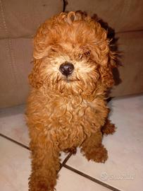 Cuccioli barboncino Red toy