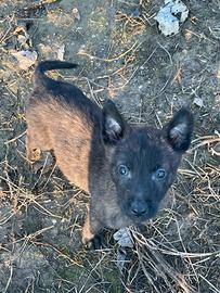 Cucciolo pastore olandese