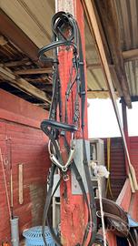 Testiera umbria equitazione