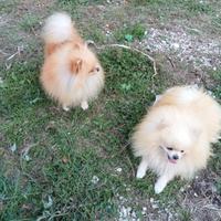 Volpino di Pomerania