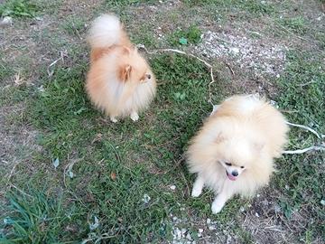 Volpino di Pomerania