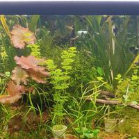 piante per acquario a stock