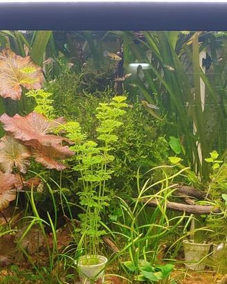 piante per acquario a stock