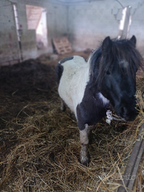 Pony maschio
