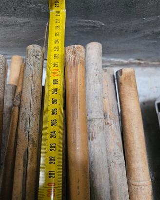 50 canne da bamboo alte 2.20m